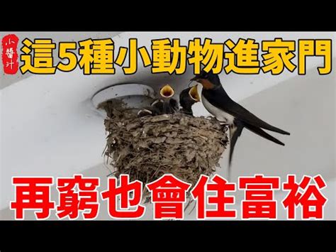 飛蛾入屋意思